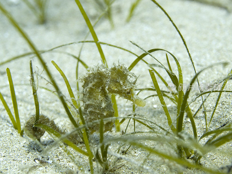 Sea horse -海马